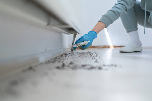 Best Affordable Pest Control Services  in Mount Vernon, AL